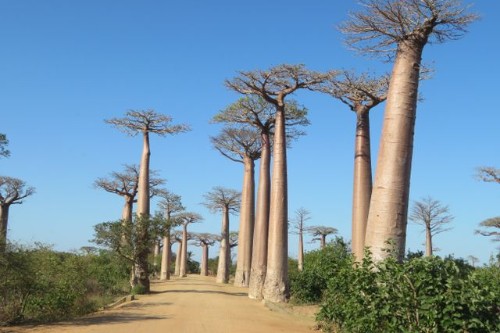 Baobás de Morondava