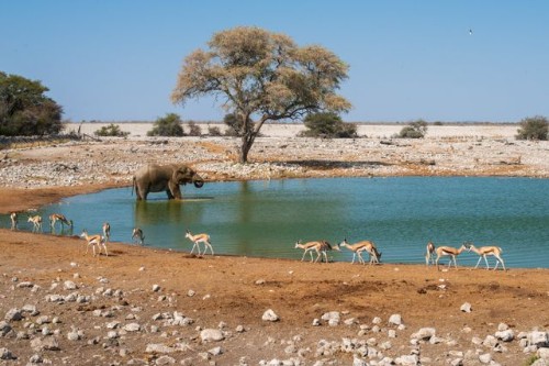 Parque Nacional de Etosha